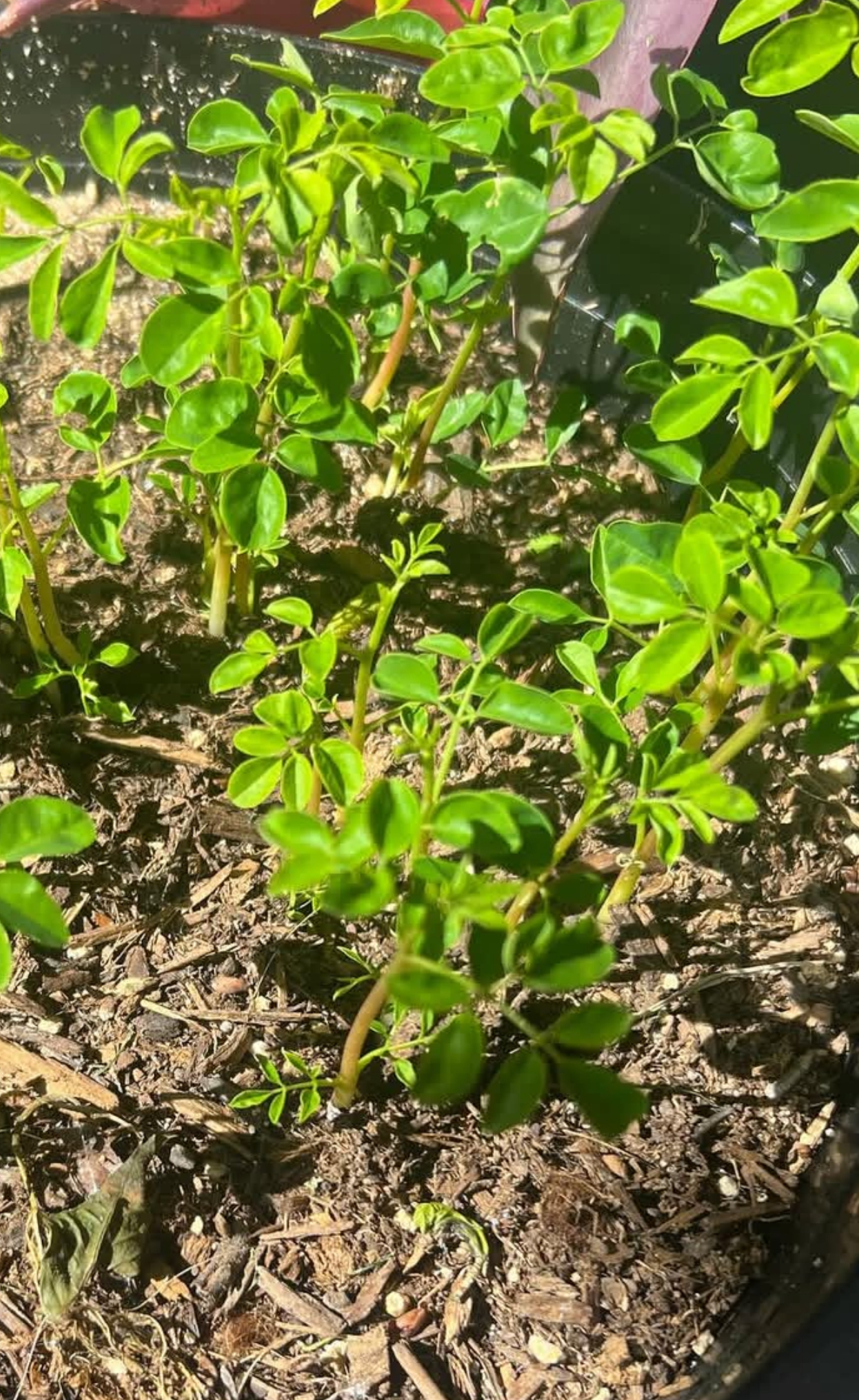 Moringa Tea Leaves